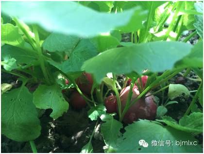 种菜养鸡 体验北京青云店的田园生活(图)图片