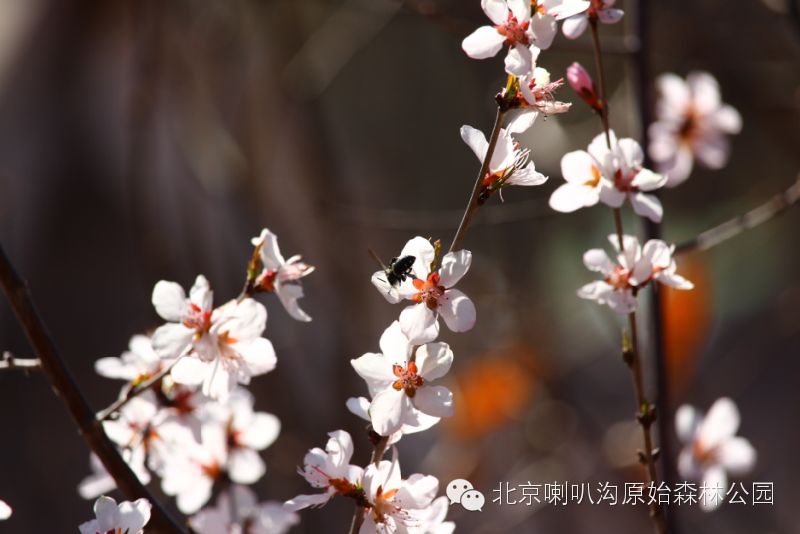 北京喇叭沟原始森林公园春暖花开 杜鹃花含苞欲放渐入佳境