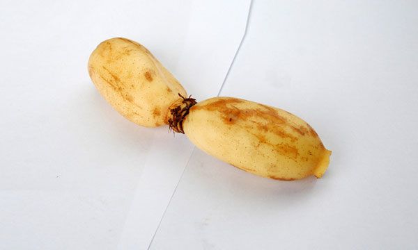 莲藕