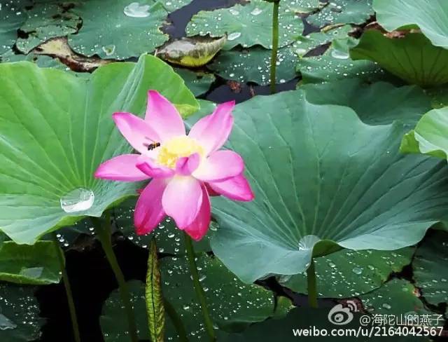 延庆妫水公园雅荷园湿地荷花盛开 景致太美