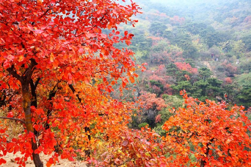 北京香山公园红叶红了吗 四大红叶观赏路线等你来