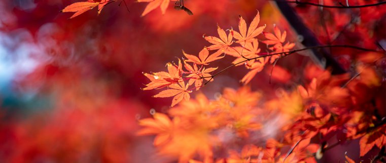 北京香山秋天是什么颜色？