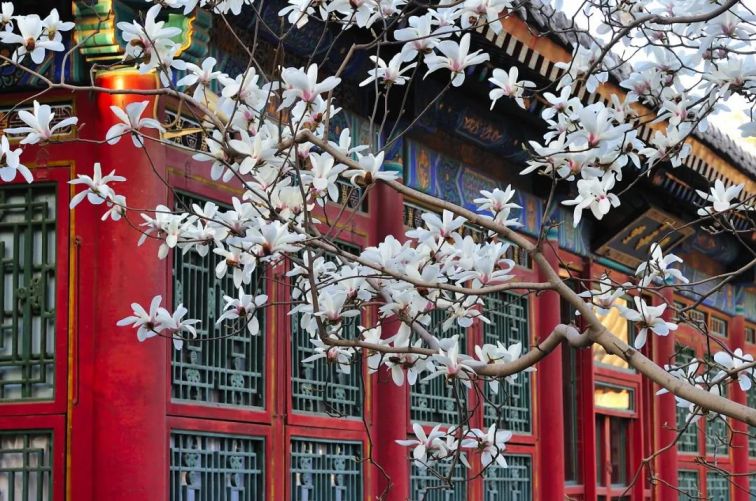 2024北京国际雕塑公园玉兰花节攻略（时间 门票）