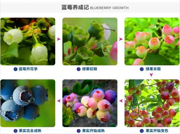 蓝莓开花 结果过程