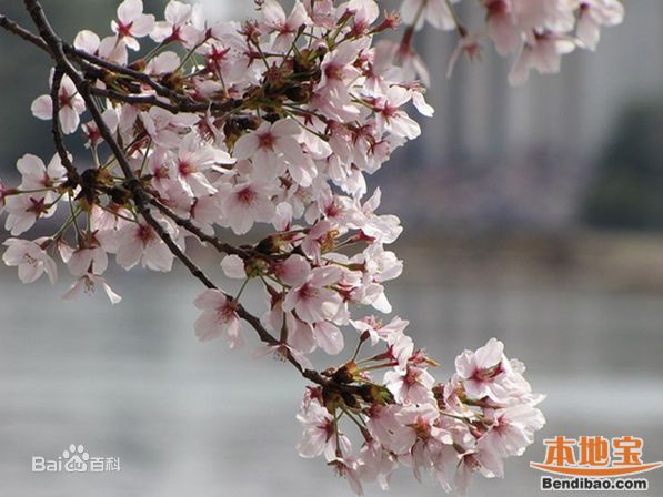 2016重庆樱花什么时候开 重庆樱花花期一览