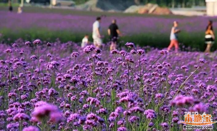 2016重庆端午节赏花好去处  浪漫的马鞭草和