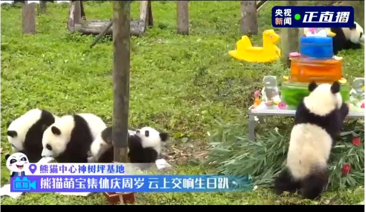 2019级熊猫崽崽集体生日会直播入口 直播时间