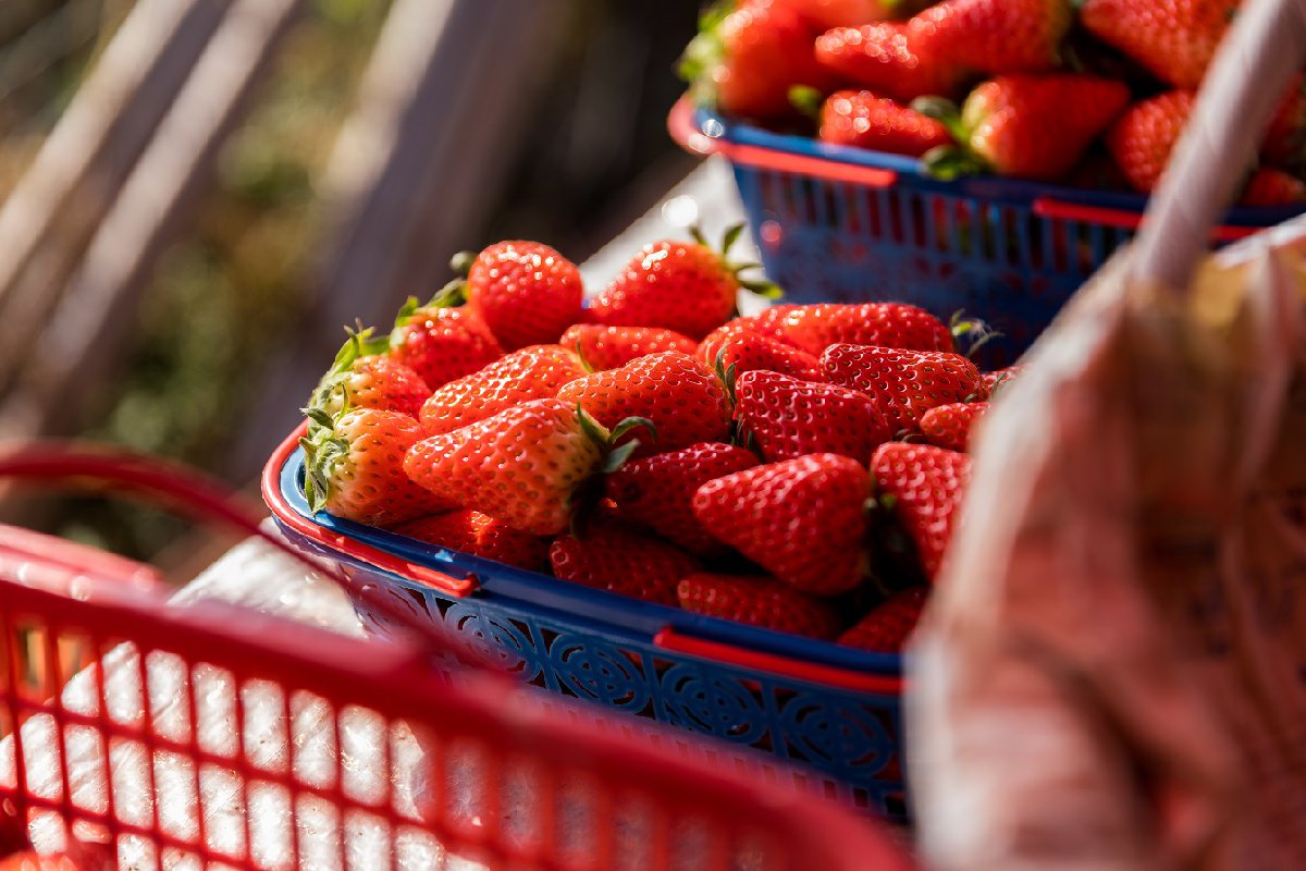 巴南区摘草莓的地方汇总（时间 地点 价格）