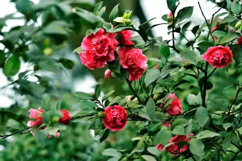 2021重庆南山植物园山茶花观赏攻略(时间,地点,路线)