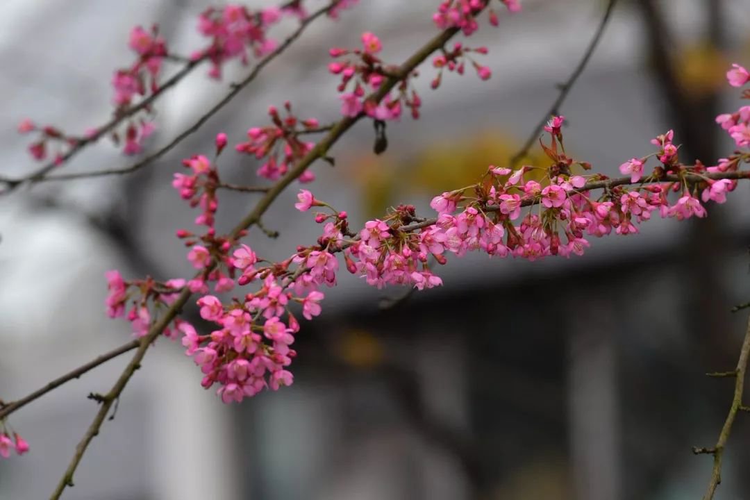 重庆南山植物园冬樱花观赏攻略 时间 门票 耍事 重庆本地宝