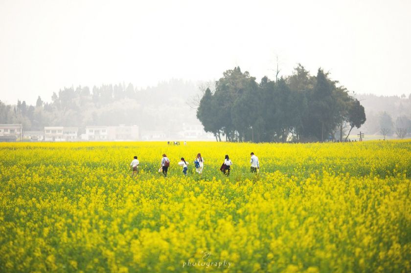 2021潼南油菜花什么时候开