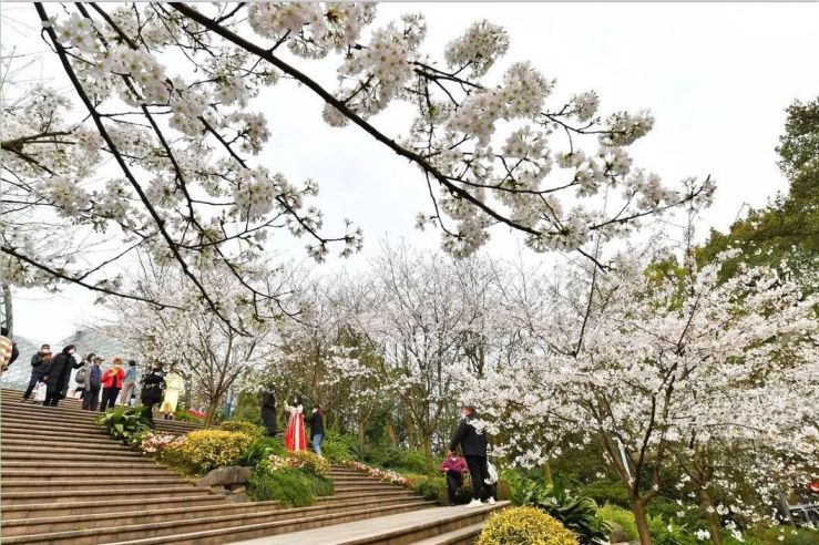 重庆主城看樱花的地方:南山植物园