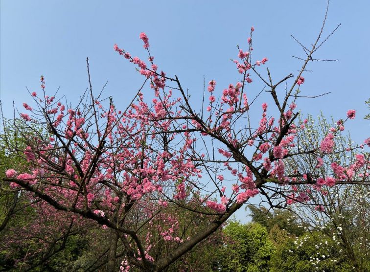 2020重庆鸿恩寺森林公园赏花攻略(梅花,桃花,樱花)