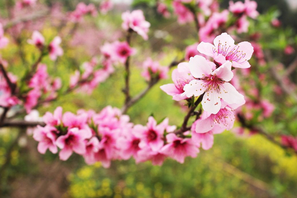 2021重庆姜家花果山桃花观赏攻略(时间,地点,路线)