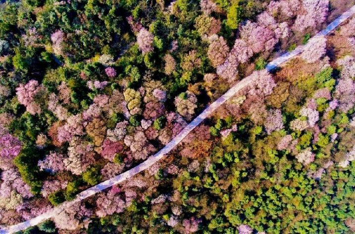重庆渝北大盛云龟山樱花在哪里(附交通指南)