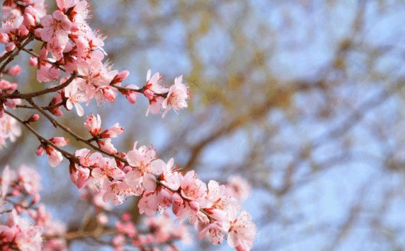 重庆看桃花的地方大盘点