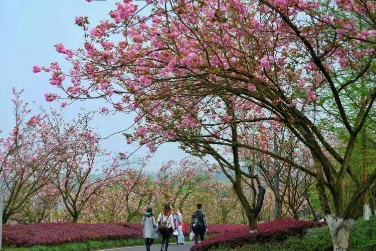 2024重庆园博园樱花观赏攻略（路线+门票）