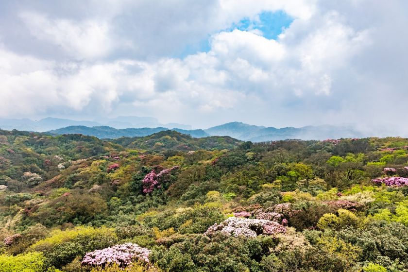 2022重庆金佛山杜鹃花旅游攻略