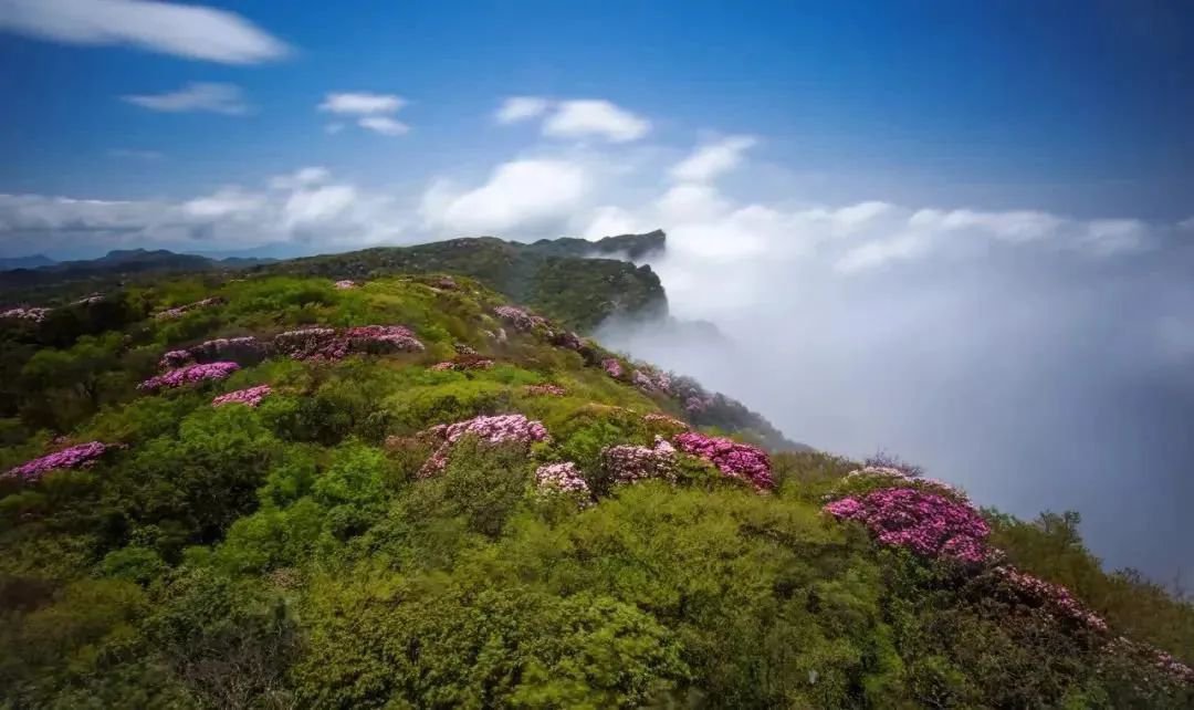 重庆杜鹃花海在哪里？（附详细赏花攻略）