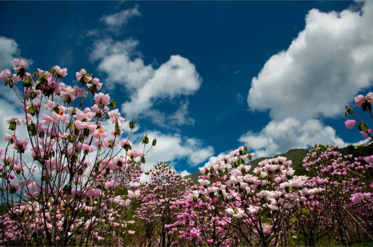 2021重庆巫溪红池坝杜鹃花节时间,门票,游玩攻略