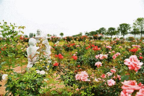 2020重庆綦江中峰玫瑰庄园开放时间、地点、门票