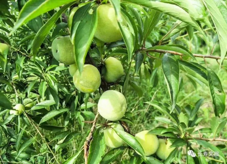 洪湖镇勤诚水果种植场