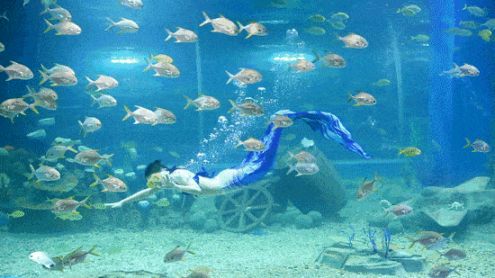 2020重庆欢乐海底世界暑假游玩攻略（活动、优惠门票）