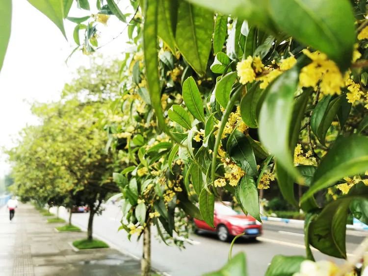 2020重庆赏桂花的街道推荐
