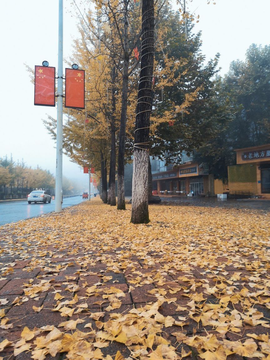 重庆这5个银杏观赏地 规模大历史久还超有特色