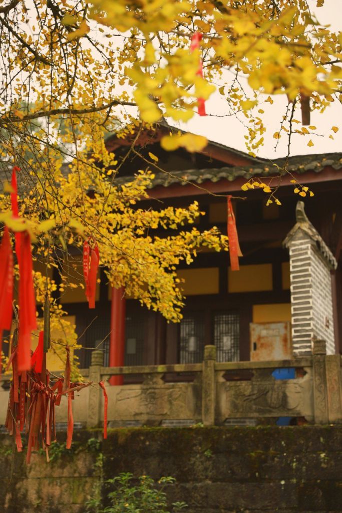 重庆这5个银杏观赏地 规模大历史久还超有特色