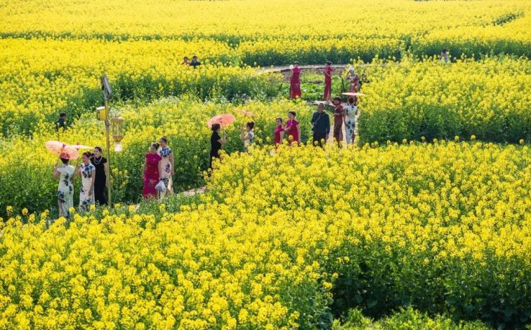 2021重庆奉节甲高镇油菜花游玩攻略(花期 地点 交通)