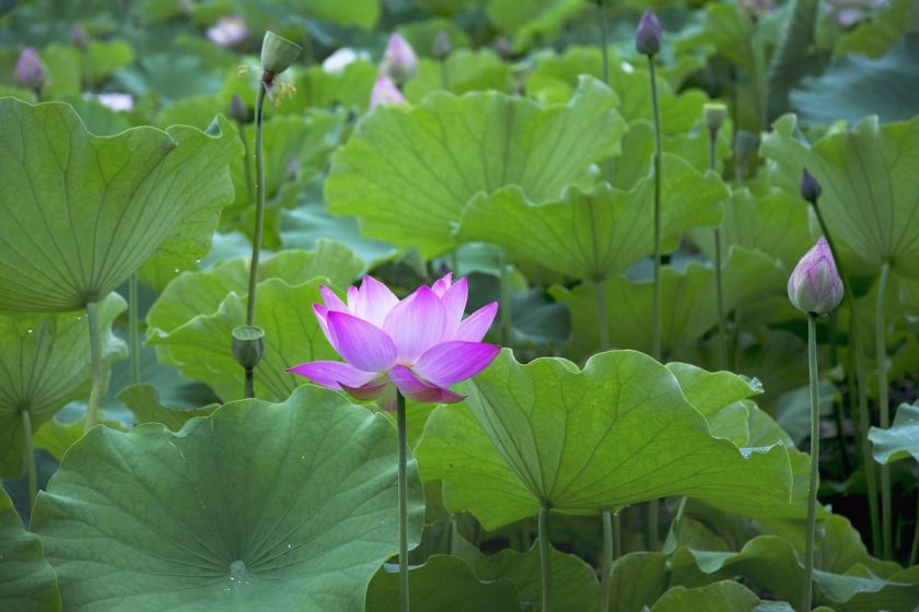 2021重庆垫江鹤游荷花园赏花攻略(花期 地点)