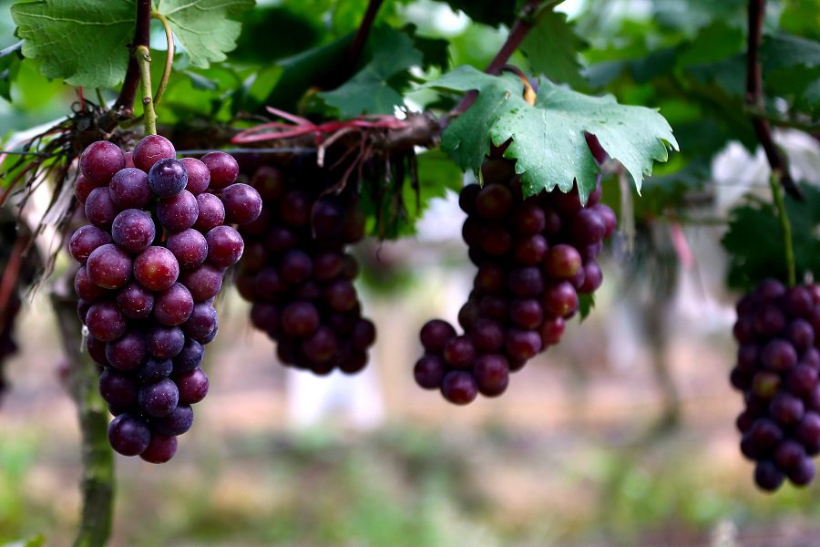 2022重慶璧山葡萄幾月份成熟？