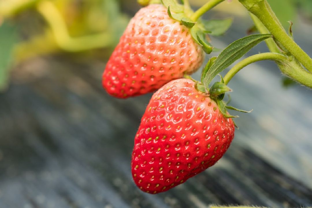 巴南区摘草莓的地方汇总（时间+地点+价格）