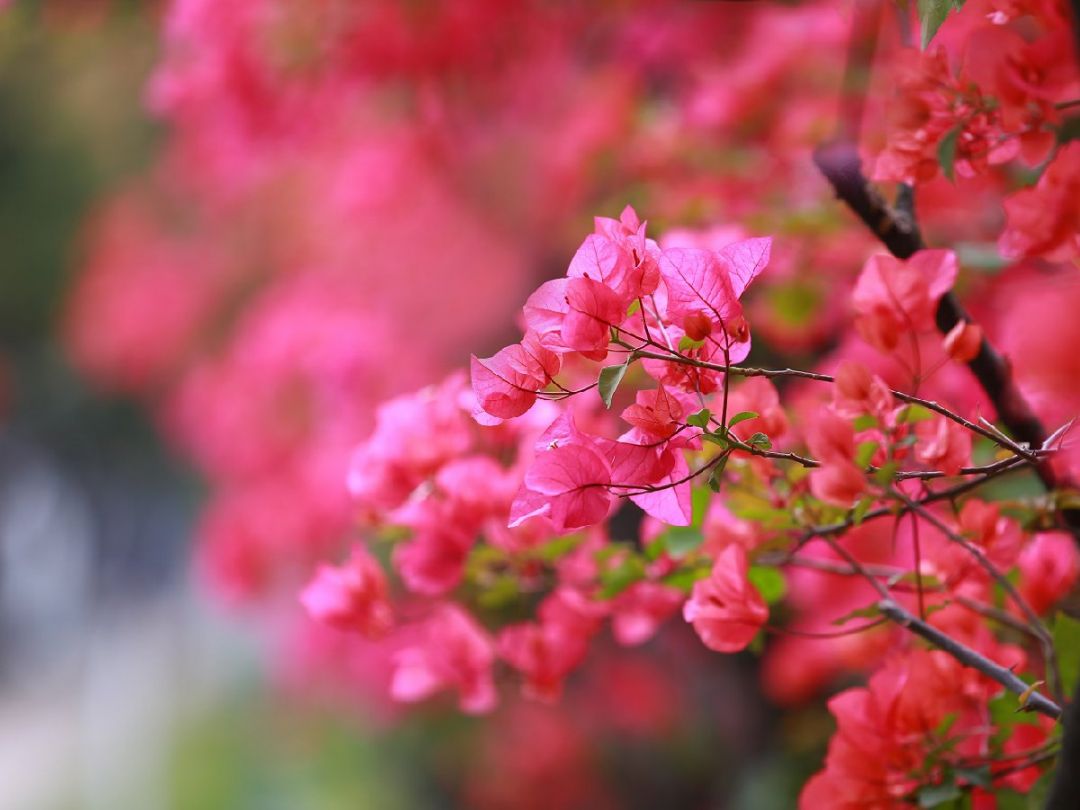 2022重庆中梁山花博园赏花攻略时间门票路线