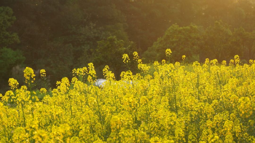 重庆江津永兴镇黄庄油菜花观赏攻略（地点+路线）