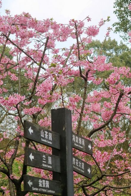 2024重庆清明节赏花指南（时间、地点、路线）