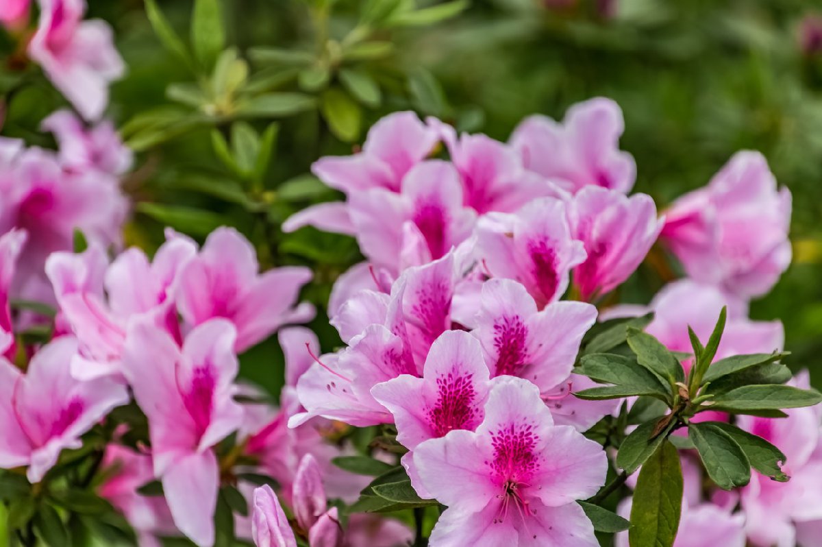 重庆杜鹃花海在哪里？（附详细赏花攻略）