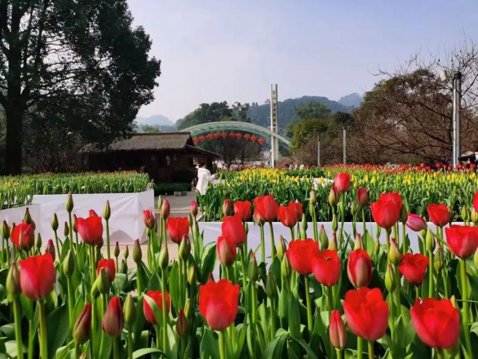 2024春季重庆南岸赏花的地方（附路线）
