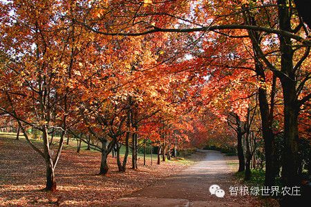 长沙岳麓山枫叶最佳观赏时间推荐地点