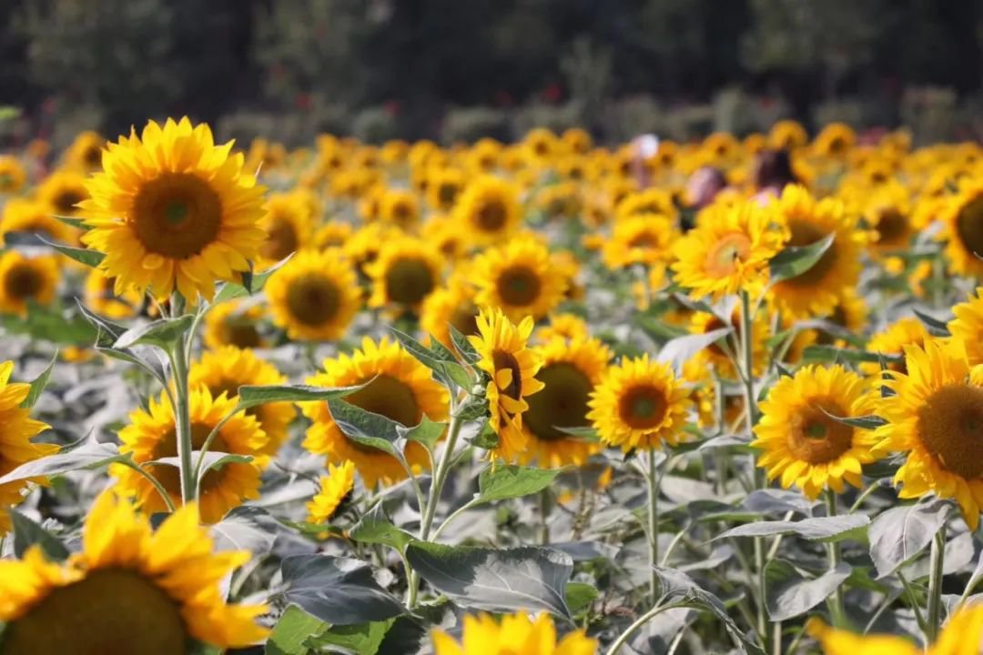 湖南省植物园秋季赏花指南花展种类 花期时间 长沙本地宝