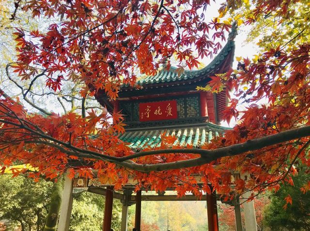 2019岳麓山枫叶红了实拍图(组图)