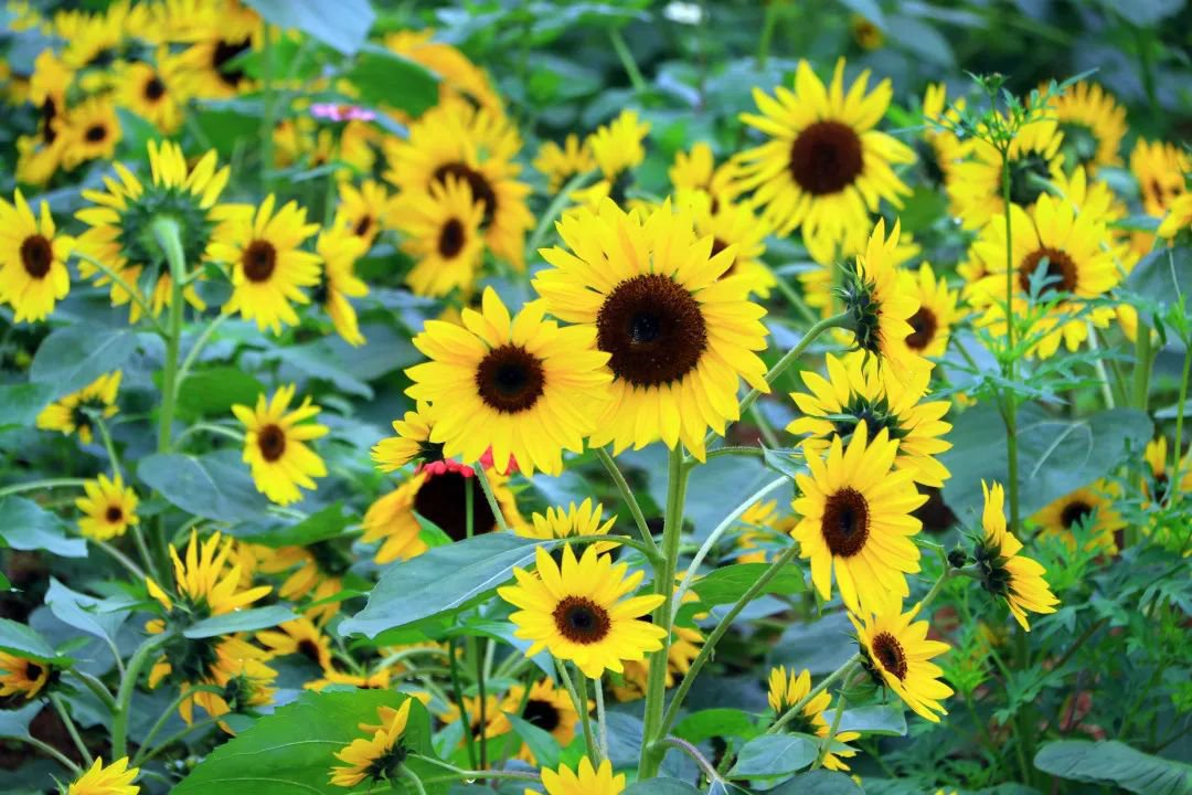 湖南省植物园向日葵什么时候开花？（最新消息）