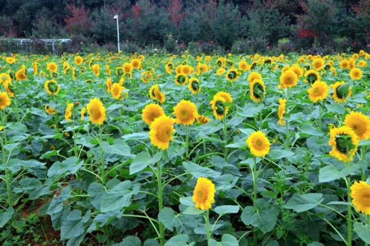 湖南省植物园向日葵赏花指南 花期 地址 种类 长沙本地宝