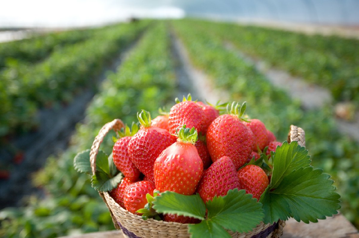 草莓图片_田园的草莓图片大全 - 花卉网