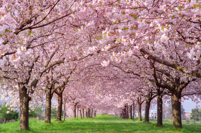 含浦晚安工业园文化园占地200多亩,种植有山樱花,关山樱,松月樱等二