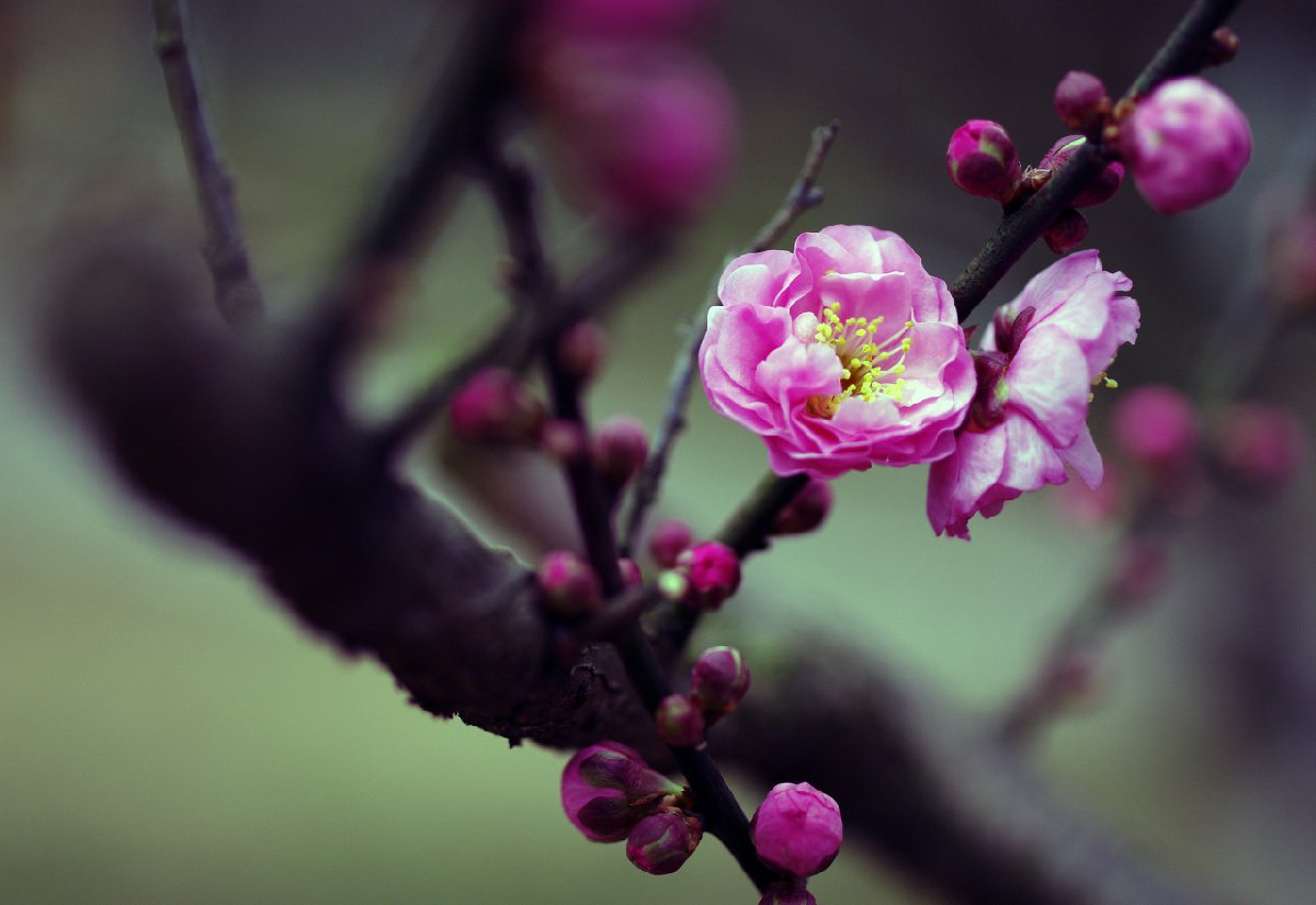 橘子洲梅花观赏攻略（花期 地址 品种） 长沙本地宝