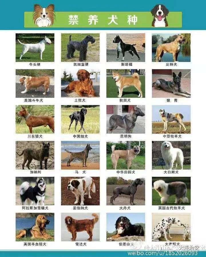 大连禁养犬种