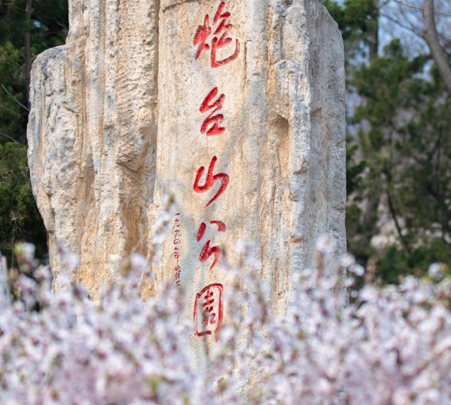 大连开发区炮台山樱花什么时候开 大连本地宝