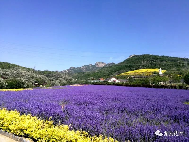 大连薰衣草庄园6月开花了吗